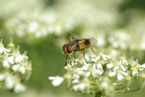 Réf. 217 642 : Ectophasia sp.